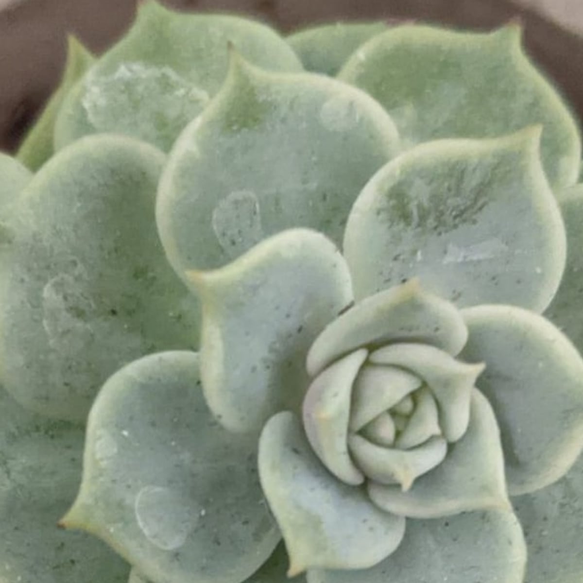Potted succulent, detail scene