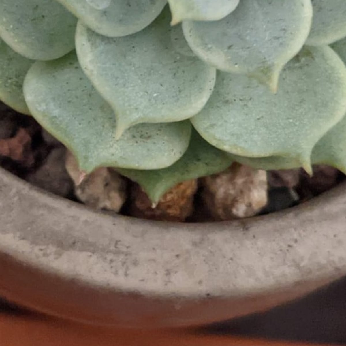 Potted succulent, detail scene