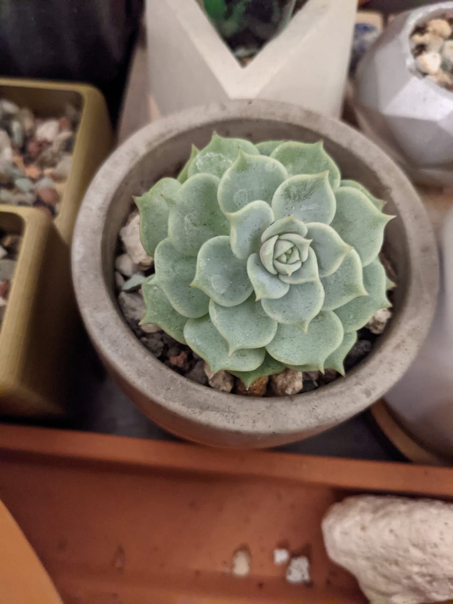 Merchant photo of the potted plant